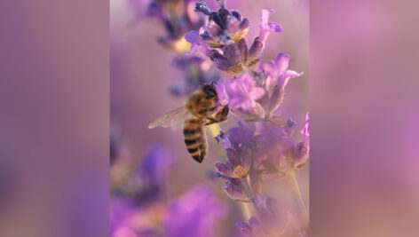 زنبور عسل روی شاخه گل اسطوخودوس