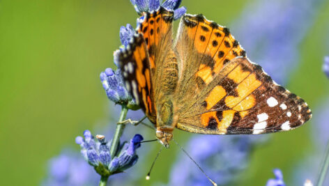 مجموعه تصاویر زیبای پروانه