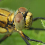 سنجاقکهای سبز و زرد