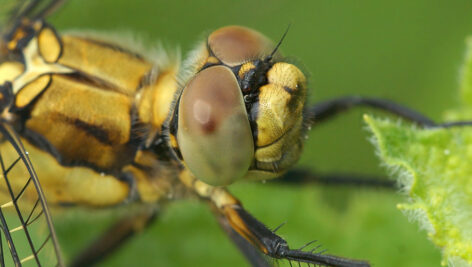 سنجاقکهای سبز و زرد