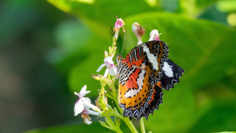 پروانه روی شاخه گل