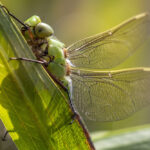 سنجاقکهای سبز و زرد