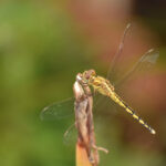 سنجاقکهای سبز و زرد