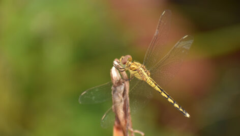 سنجاقکهای سبز و زرد