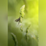 سنجاقکهای سبز و زرد