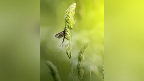 سنجاقکهای سبز و زرد