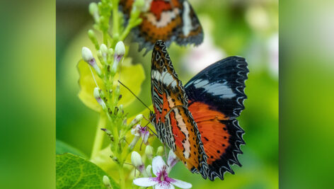 پروانه روی شاخه گل