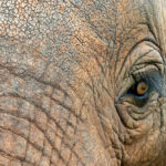 فیل آفریقایی