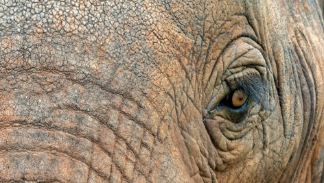 فیل آفریقایی