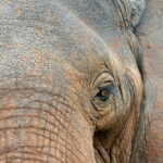 فیل آفریقایی