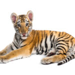 توله ببر بنگال زمینه سفید