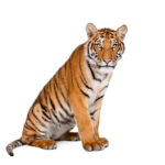 توله ببر بنگال زمینه سفید