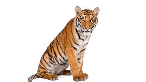 توله ببر بنگال زمینه سفید