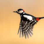 دارکوب خالدار بزرگ