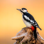 دارکوب خالدار بزرگ