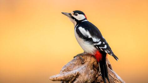 دارکوب خالدار بزرگ