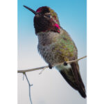 مرغ مگس خوار سبز قهوه ای