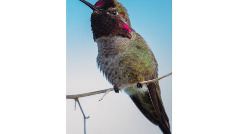 مرغ مگس خوار سبز قهوه ای