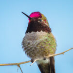 مرغ مگس خوار سبز قهوه ای