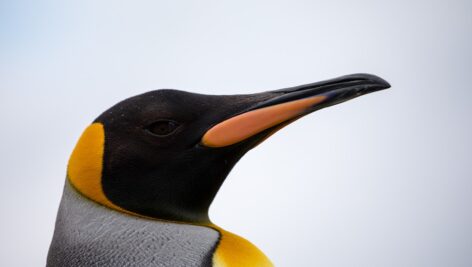 کلوزآپ پنگوئن فرمانروا