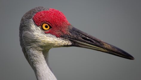 مرغ ماهیخوار بزرگ پس زمینه خاکستری